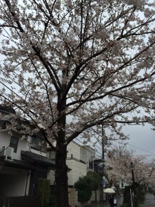 2014_cherry_blossom_0242