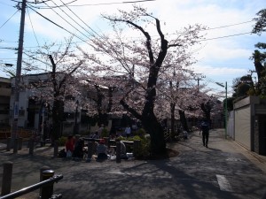 2015_cherry_blossom_0001