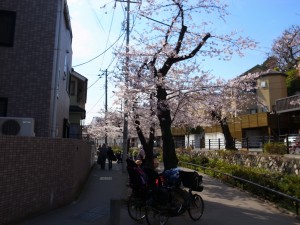2015_cherry_blossom_0005