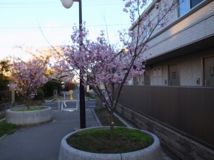 2015_cherry_blossom_0053