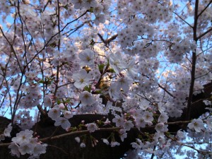 2015_cherry_blossom_0055