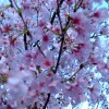 2015年 北沢川緑道の桜