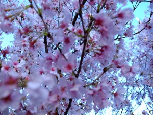 2015_cherry_blossom_0056