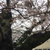 雪の降る中の桜【北沢川緑道】