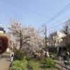 2019年 北沢川緑道の桜