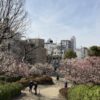 羽根木公園の梅の開花状況(2021/2/27)