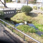 人々の憩いの場でもあり、野鳥の生活圏でもある北沢川、そしてその流れの仕組みについて