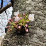 2022年の北沢川緑道の桜の開花状況（2022/3/20） #下北沢 #桜